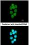 Tyrosyl-DNA Phosphodiesterase 1 antibody, PA5-27111, Invitrogen Antibodies, Immunofluorescence image 