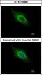 ATP Synthase Peripheral Stalk Subunit F6 antibody, GTX110996, GeneTex, Immunofluorescence image 