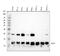 NOP10 Ribonucleoprotein antibody, M07394, Boster Biological Technology, Western Blot image 