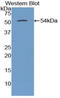 Tubulin Beta 3 Class III antibody, LS-C300258, Lifespan Biosciences, Western Blot image 