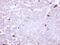 Amine Oxidase Copper Containing 3 antibody, NBP1-31935, Novus Biologicals, Immunohistochemistry frozen image 