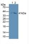 Growth Differentiation Factor 3 antibody, LS-C663716, Lifespan Biosciences, Western Blot image 