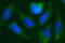 CDGSH Iron Sulfur Domain 1 antibody, GTX84683, GeneTex, Immunofluorescence image 