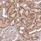 WW Domain Binding Protein 2 antibody, NBP2-49456, Novus Biologicals, Immunohistochemistry paraffin image 