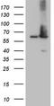 Aladin WD Repeat Nucleoporin antibody, CF808612, Origene, Western Blot image 