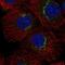 Retention In Endoplasmic Reticulum Sorting Receptor 1 antibody, NBP2-57144, Novus Biologicals, Immunocytochemistry image 