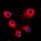 ADP Ribosylation Factor Interacting Protein 1 antibody, orb224092, Biorbyt, Immunofluorescence image 