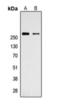 Talin 1 antibody, orb393175, Biorbyt, Western Blot image 