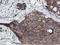 Neuroplastin antibody, LS-C786912, Lifespan Biosciences, Immunohistochemistry paraffin image 