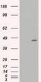 Mitogen-Activated Protein Kinase Kinase 4 antibody, LS-C784254, Lifespan Biosciences, Western Blot image 