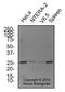 Teratocarcinoma-Derived Growth Factor 1 antibody, NB100-1598, Novus Biologicals, Western Blot image 