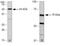 Protein Kinase C Zeta antibody, 38-1400, Invitrogen Antibodies, Western Blot image 