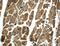 Ras-interacting protein 1 antibody, 26064-1-AP, Proteintech Group, Immunohistochemistry paraffin image 