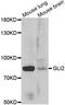 GLI Family Zinc Finger 2 antibody, STJ28593, St John