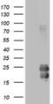 CD99 Molecule (Xg Blood Group) antibody, NBP2-46181, Novus Biologicals, Western Blot image 