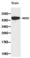 Mitogen-Activated Protein Kinase Kinase 2 antibody, LS-C192656, Lifespan Biosciences, Western Blot image 
