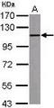 Toll Like Receptor 9 antibody, LS-B6184, Lifespan Biosciences, Western Blot image 