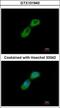 Tubulin-folding cofactor B antibody, GTX101940, GeneTex, Immunocytochemistry image 