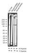 Aryl Hydrocarbon Receptor antibody, GTX52324, GeneTex, Western Blot image 