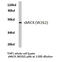 Creatine Kinase, Mitochondrial 2 antibody, AP20412PU-N, Origene, Western Blot image 