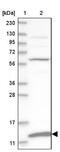 Mitochondrial Ribosomal Protein S36 antibody, NBP1-85286, Novus Biologicals, Western Blot image 