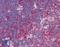 TNF Receptor Superfamily Member 10a antibody, LS-B604, Lifespan Biosciences, Immunohistochemistry frozen image 