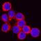Cathepsin D antibody, AF1029, R&D Systems, Immunocytochemistry image 
