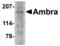 Autophagy And Beclin 1 Regulator 1 antibody, MBS150939, MyBioSource, Western Blot image 