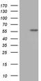 T-Box 20 antibody, TA809337S, Origene, Western Blot image 