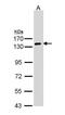 Atrial natriuretic peptide receptor 1 antibody, NBP1-32889, Novus Biologicals, Western Blot image 