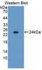 Phosphoenolpyruvate Carboxykinase 2, Mitochondrial antibody, LS-C373164, Lifespan Biosciences, Western Blot image 