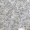Mirror-Image Polydactyly 1 antibody, FNab05196, FineTest, Immunohistochemistry paraffin image 