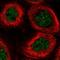 GINS Complex Subunit 3 antibody, HPA041216, Atlas Antibodies, Immunocytochemistry image 