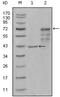 Chitinase 1 antibody, STJ97954, St John