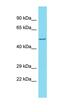 Centrosomal Protein 85 Like antibody, orb326712, Biorbyt, Western Blot image 