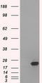 SSX2A antibody, LS-C784405, Lifespan Biosciences, Western Blot image 