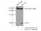 Hippocalcin antibody, 10989-1-AP, Proteintech Group, Immunoprecipitation image 