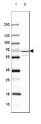 Glutamate Decarboxylase 1 antibody, NBP2-46637, Novus Biologicals, Western Blot image 