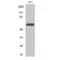 RAR Related Orphan Receptor A antibody, LS-C385949, Lifespan Biosciences, Western Blot image 