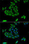 Transglutaminase-3 antibody, 19-901, ProSci, Immunofluorescence image 