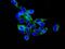 Transforming Acidic Coiled-Coil Containing Protein 3 antibody, ab134154, Abcam, Immunocytochemistry image 