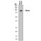 Afamin antibody, AF8119, R&D Systems, Western Blot image 