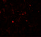 Proto-oncogene c-Sis antibody, 7199, ProSci Inc, Immunofluorescence image 