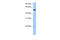 Chromosome 18 Open Reading Frame 54 antibody, 26-769, ProSci, Enzyme Linked Immunosorbent Assay image 