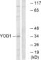 YOD1 Deubiquitinase antibody, abx014985, Abbexa, Western Blot image 