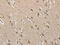 Enoyl-CoA Hydratase, Short Chain 1 antibody, CSB-PA046947, Cusabio, Immunohistochemistry paraffin image 