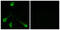 Olfactory Receptor Family 52 Subfamily E Member 4 antibody, GTX87361, GeneTex, Immunofluorescence image 