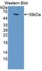 Calpain 6 antibody, abx130768, Abbexa, Western Blot image 