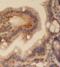 Pleckstrin Homology Domain Containing A1 antibody, FNab06534, FineTest, Immunohistochemistry paraffin image 