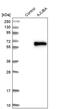 Ajuba LIM Protein antibody, PA5-52264, Invitrogen Antibodies, Western Blot image 